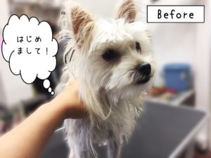 よろしくミックス