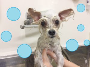 シャンプーミックス