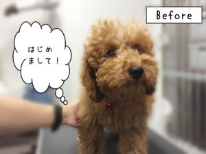 よろしくトイプー