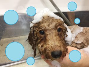 シャンプートイプー