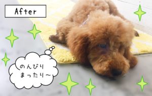 仕上がりトイプー