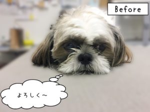 よろしくシーズー