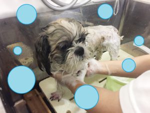 シャンプーシーズー