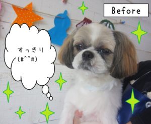 仕上がりシーズー