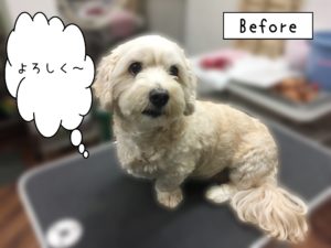 よろしくミックス