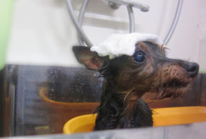 お風呂ミックス