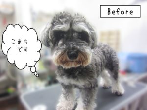 よろしくMシュナ