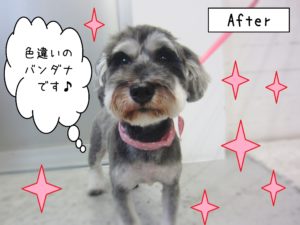 仕上がりMシュナ