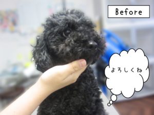 よろしくトイプー