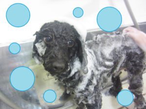 シャンプートイプー