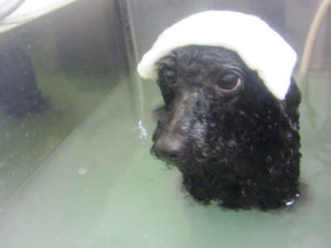 お風呂トイプー