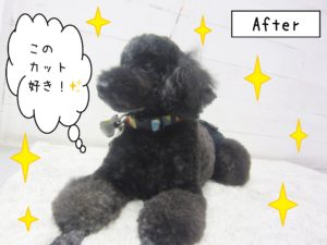 仕上がりトイプー