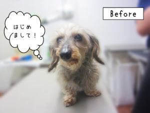 よろしくダックス