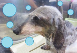 シャンプーダックス