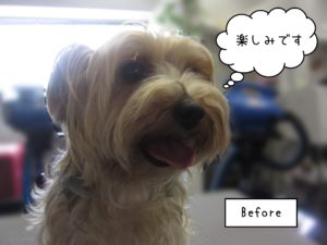 YKのジャッキーーちゃんカット前