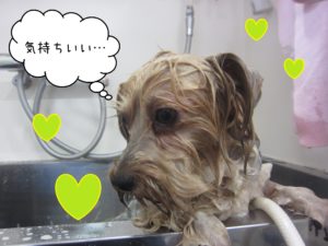 YKのジャッキーちゃんシャンプー中