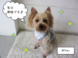 YKのジャッキーちゃん施術後