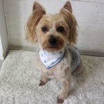 ジャッキーちゃんアイキャッチ