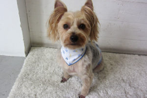 ジャッキーちゃんアイキャッチ