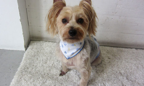 ジャッキーちゃんアイキャッチ