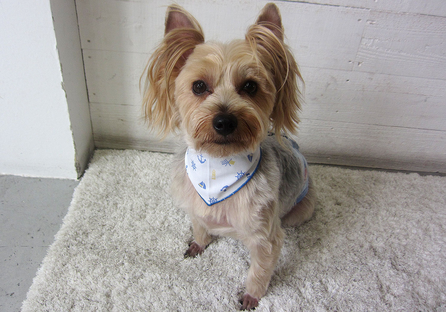 ジャッキーちゃんアイキャッチ