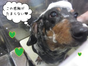 MDのチェリーちゃんシャンプー中