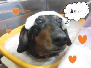 MDのチェリーちゃんスパ中