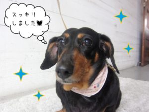 MDのチェリーちゃん施術後