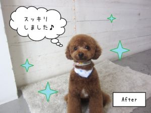 TPのホヌちゃん施術後