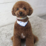 ホヌちゃんアイキャッチ