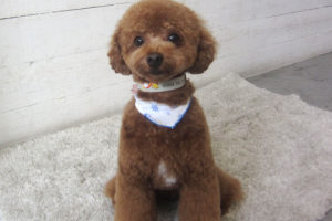 ホヌちゃんアイキャッチ