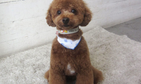 ホヌちゃんアイキャッチ