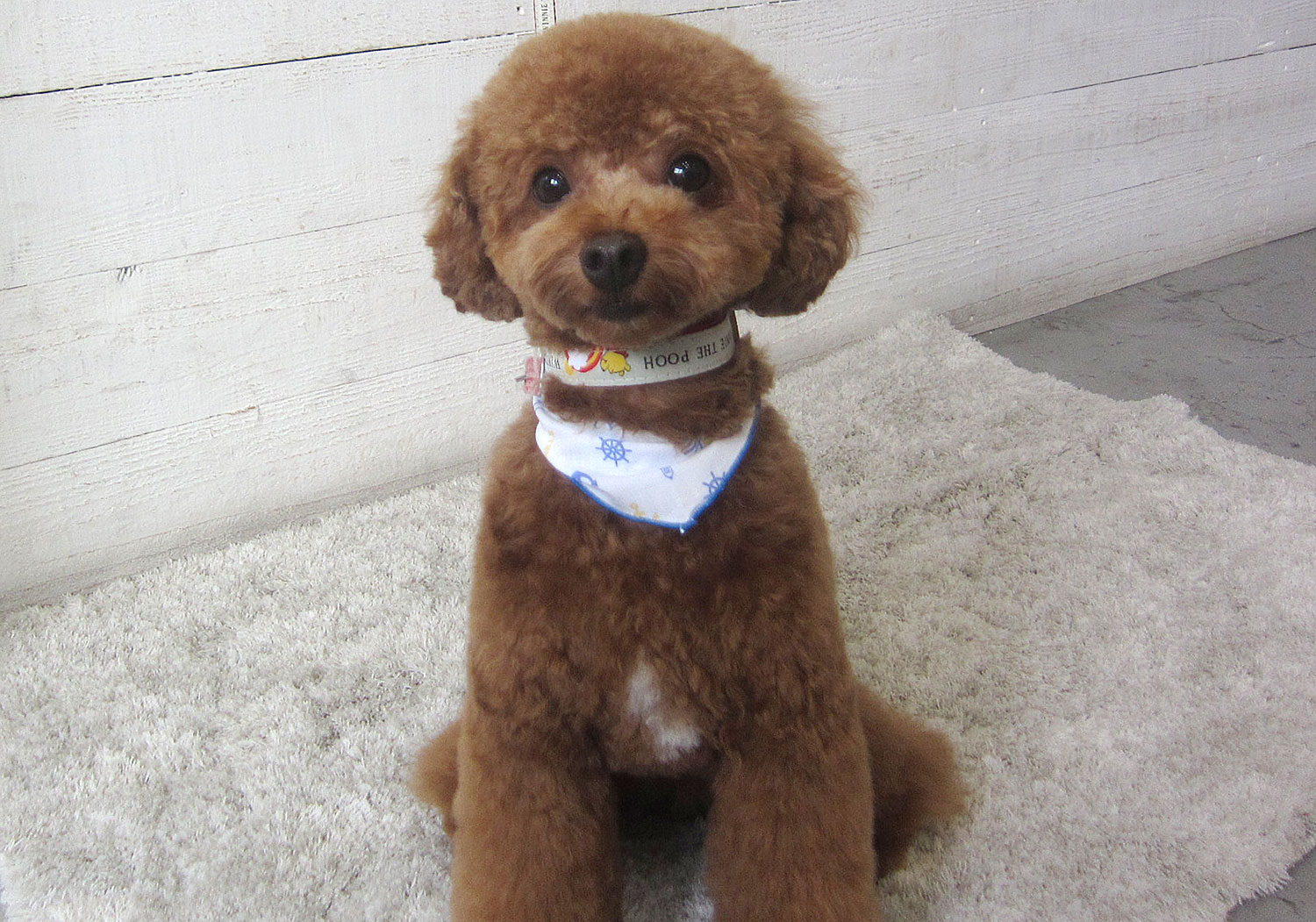 ホヌちゃんアイキャッチ