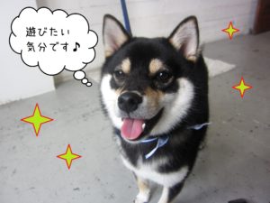 柴犬の麻呂ちゃん施術後