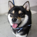 麻呂ちゃんアイキャッチ