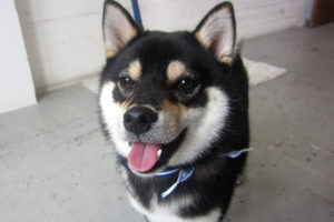 麻呂ちゃんアイキャッチ