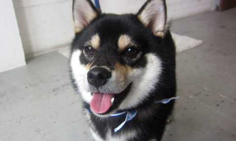 麻呂ちゃんアイキャッチ