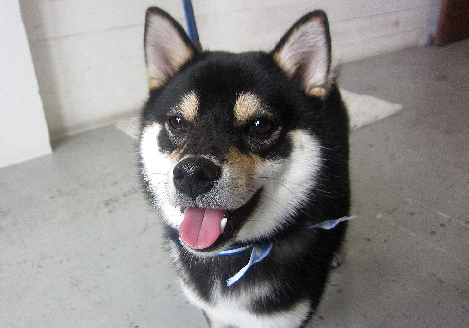 麻呂ちゃんアイキャッチ