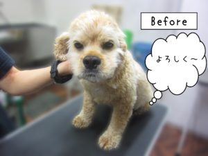 よろしくAコッカー