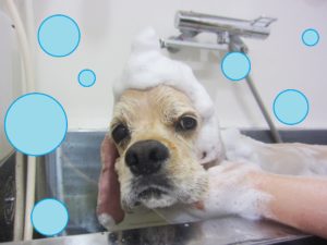 シャンプーAコッカー