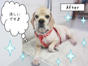 仕上がりAコッカー