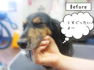 よろしくダックス