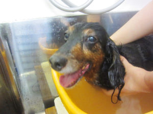 お風呂ダックス