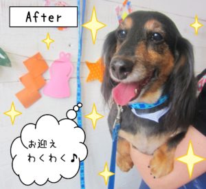 仕上がりダックス