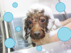 シャンプートイプー