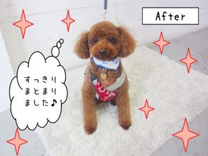 仕上がりトイプー