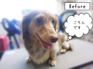 よろしくダックス