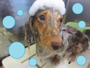 シャンプーダックス