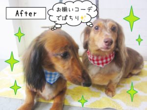 仕上がりダックス