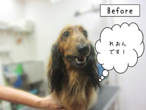 よろしくダックス